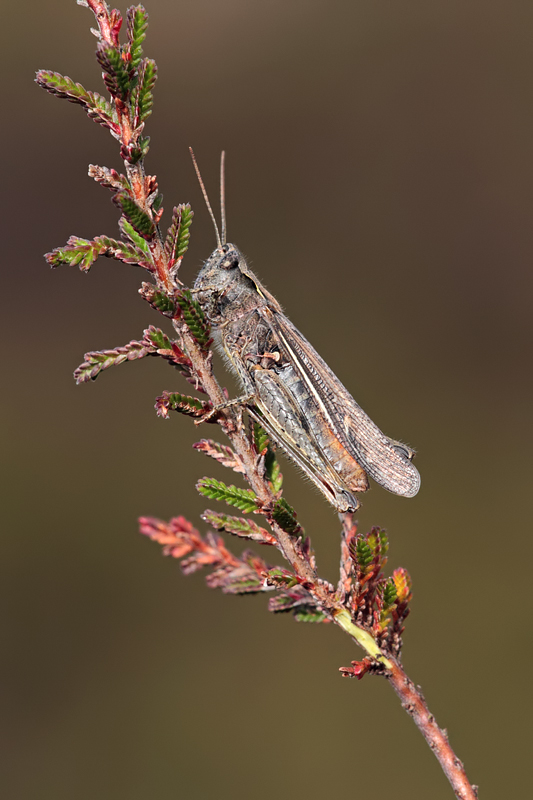 Common Field Grasshopper 2